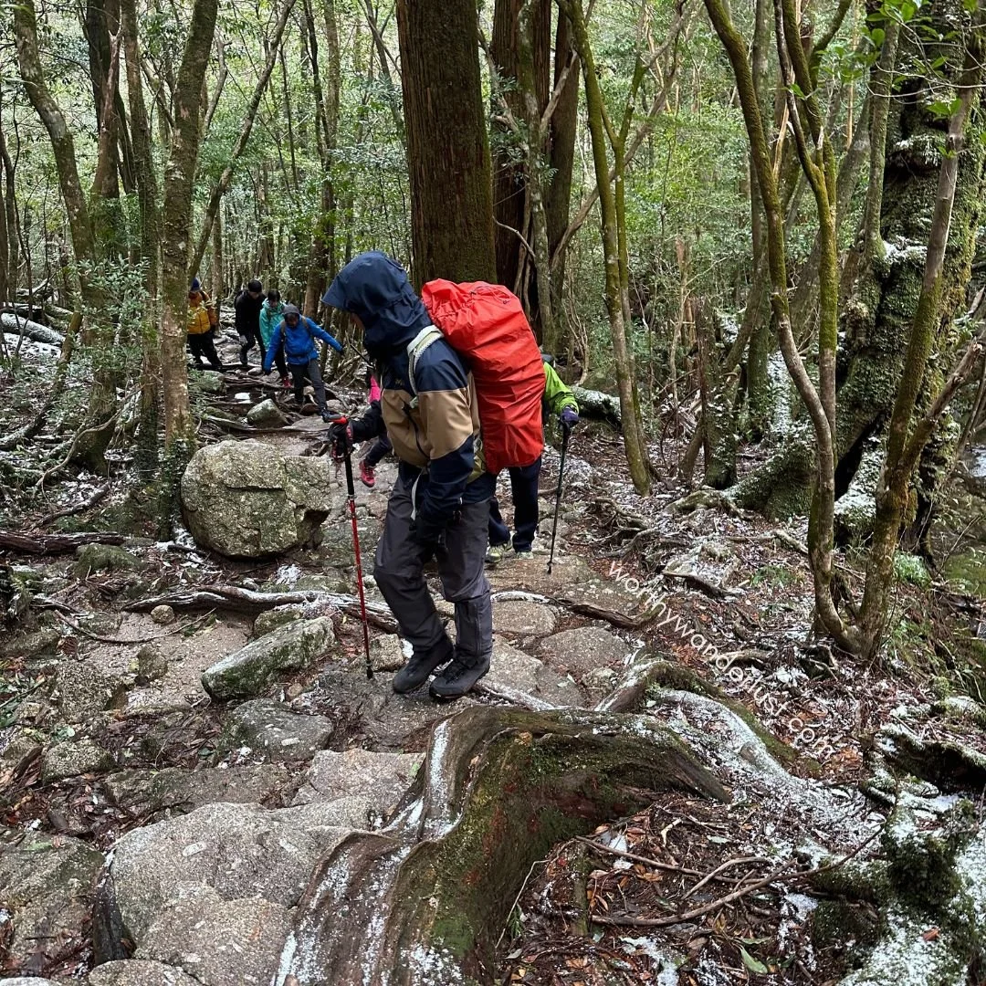 Jomon Sugi Hike Guide 2025: Practical Tips + My Unfiltered